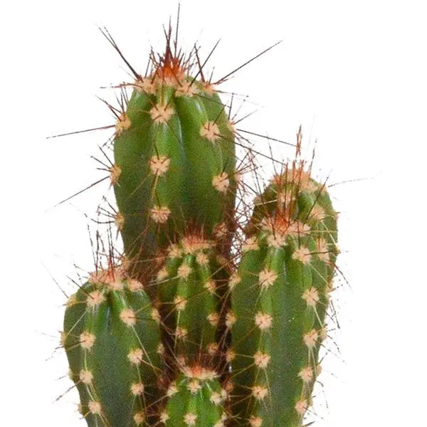 Cactus en vetplanten mix 5.5 cm | 15 stuks - zonder pot  BotanicBridge