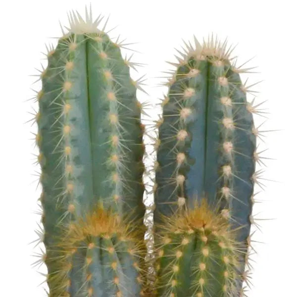 Cactus mix 10.5 cm - 3x - in terracotta pot  BotanicBridge