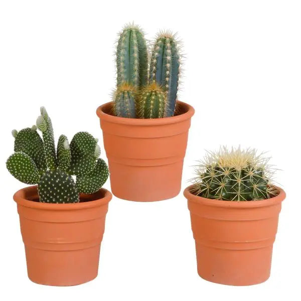 Cactus mix 10.5 cm - 3x - in terracotta pot  BotanicBridge