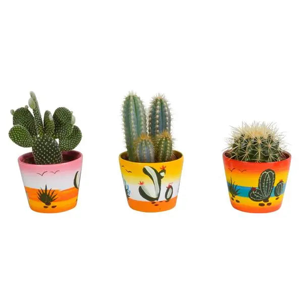 Cactus mix 10.5 cm - in Mexicaanse pot - 3x  BotanicBridge