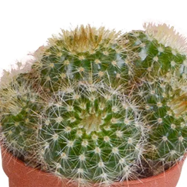 Cactus mix 5.5 cm - 10x - zonder pot  BotanicBridge