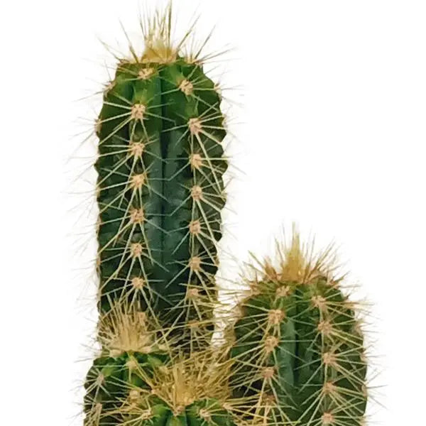 Cactus mix 5.5 cm - 10x - zonder pot  BotanicBridge