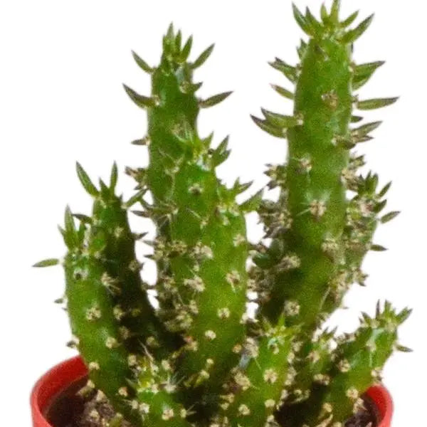 Cactus mix 5.5 cm - 5x - in gekleurde plasticpot  BotanicBridge