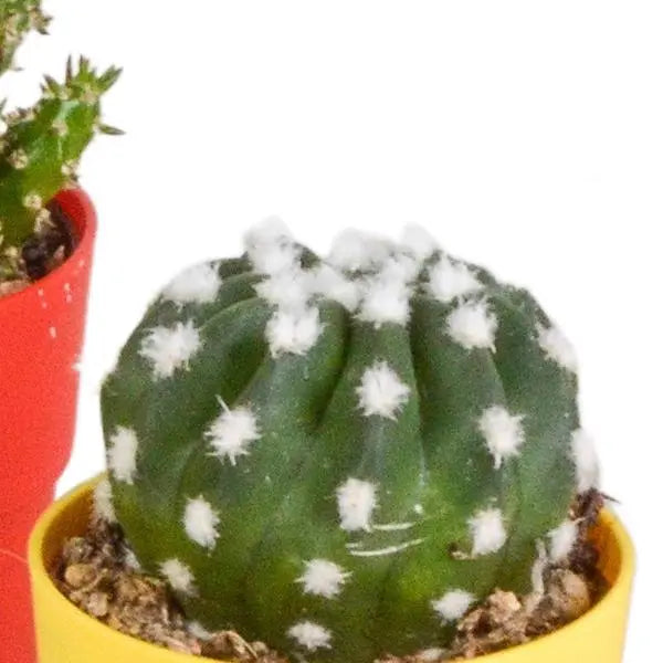 Cactus mix 5.5 cm - 5x - in gekleurde plasticpot  BotanicBridge