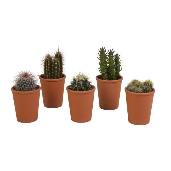 Cactus mix 5.5 cm - 5x - in terracotta pot  BotanicBridge