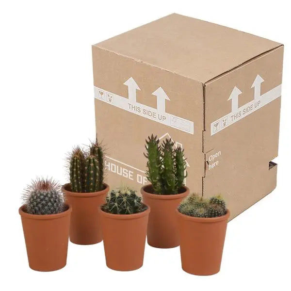 Cactus mix 5.5 cm - 5x - in terracotta pot  BotanicBridge