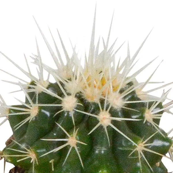 Cactus mix 5.5 cm - 5x - in witte pot  BotanicBridge