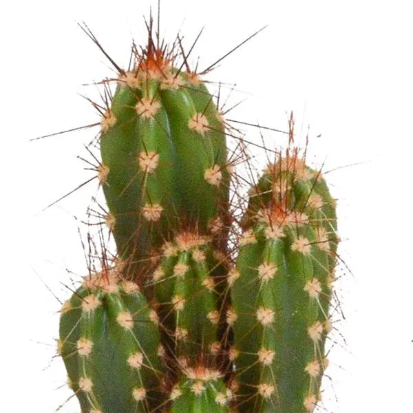 Cactus mix 5.5 cm - 5x - zonder pot  BotanicBridge