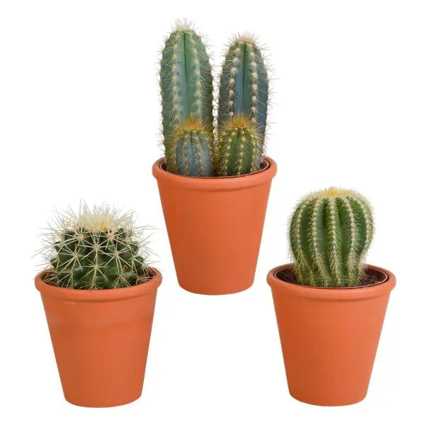 Cactus mix 8.5 cm - 3x - in terracotta pot  BotanicBridge