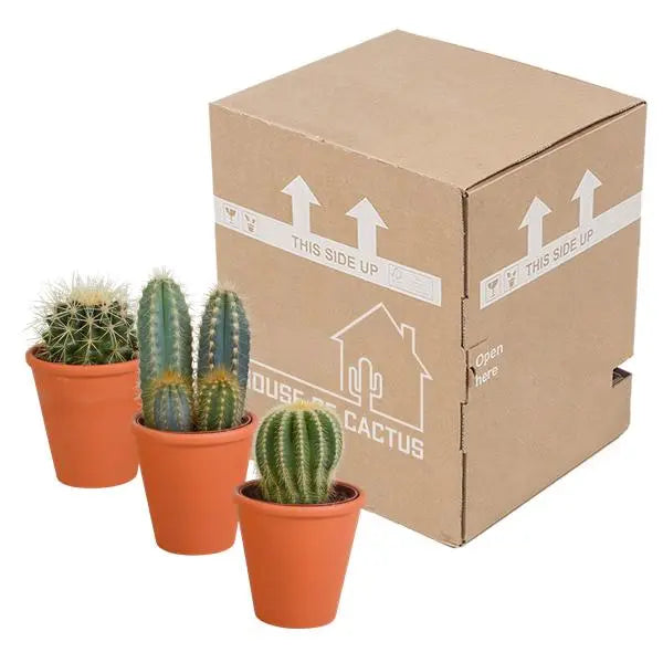 Cactus mix 8.5 cm - 3x - in terracotta pot  BotanicBridge