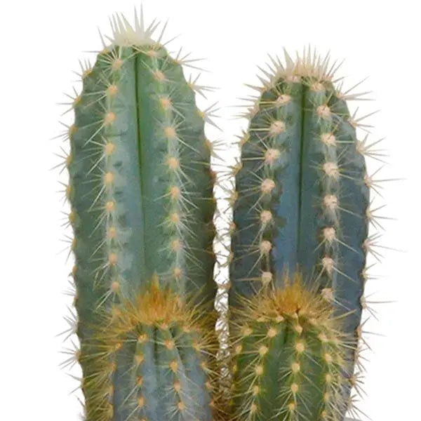 Cactus mix 8.5 cm - 3x - in witte pot  BotanicBridge