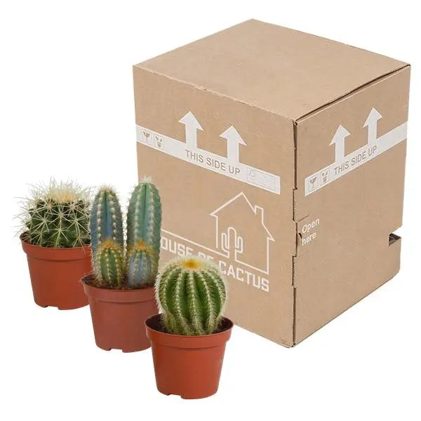 Cactus mix 8.5 cm - 3x - zonder pot  BotanicBridge