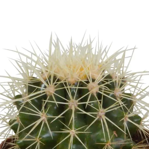 Cactus mix 8.5 cm - 3x - zonder pot  BotanicBridge