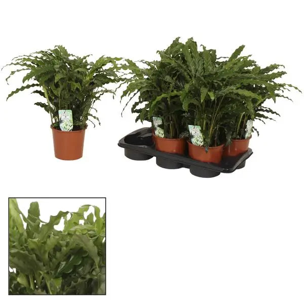 Calathea Bluegrass - Ø17cm - ↕65cm  BotanicBridge