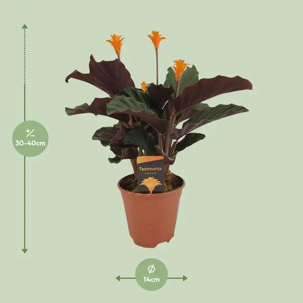 Calathea Crocata - Ø14cm - ↕40cm  BotanicBridge