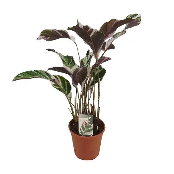 Calathea Fusion White Basic - Ø14cm - ↕40cm  BotanicBridge