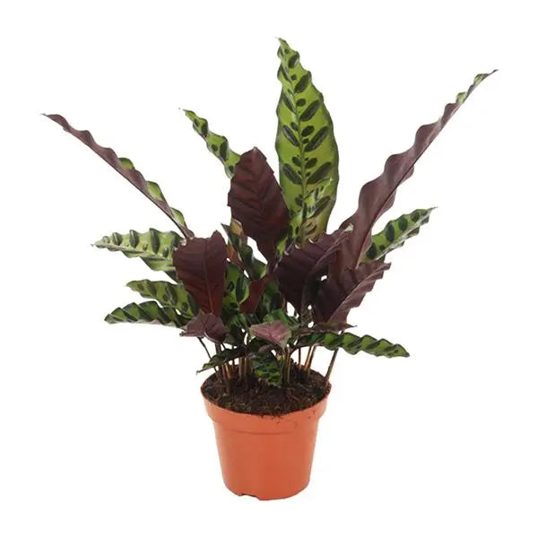 Calathea Insignis - Ø12cm - ↕50cm  BotanicBridge