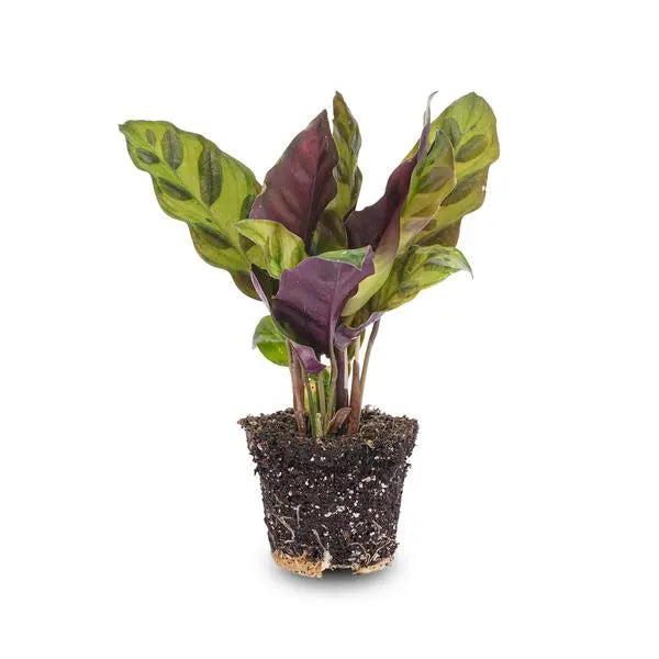 Calathea Lancifolia - Pauwenplant - Terrarium plant - Potmaat 6  BotanicBridge