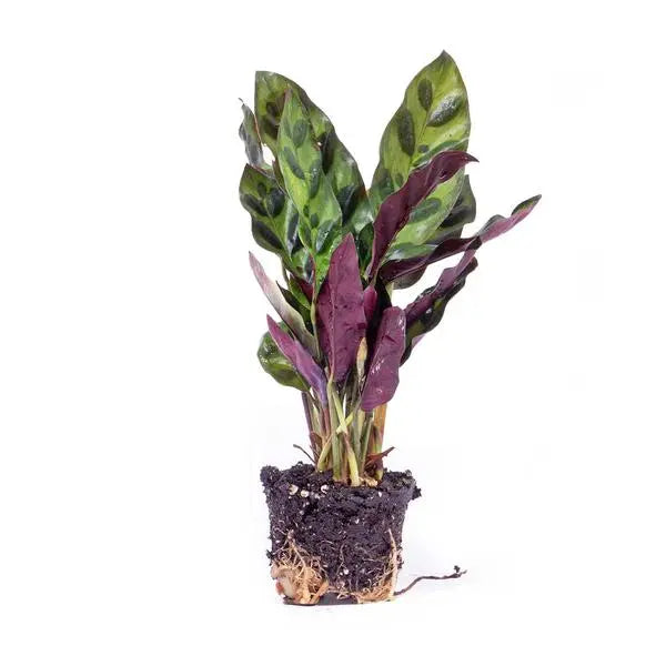 Calathea Lancifolia - Pauwenplant - Terrarium plant - Potmaat 6  BotanicBridge