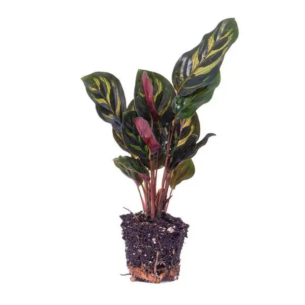 Calathea Makoyana - Pauwenplant - Terrarium plant - Potmaat 6  BotanicBridge