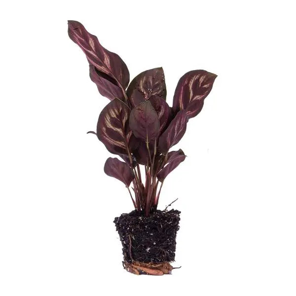 Calathea Makoyana - Pauwenplant - Terrarium plant - Potmaat 6  BotanicBridge