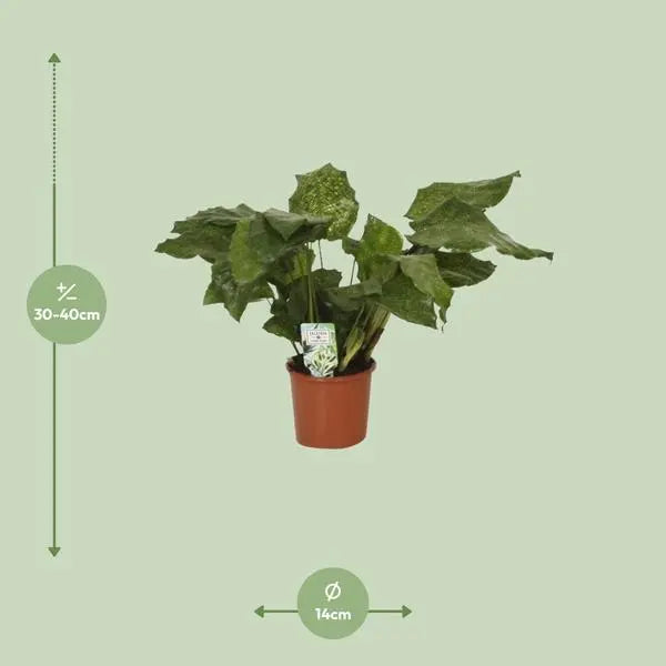 Calathea Network - Pauwenplant - Ø14cm - ↕30cm  BotanicBridge