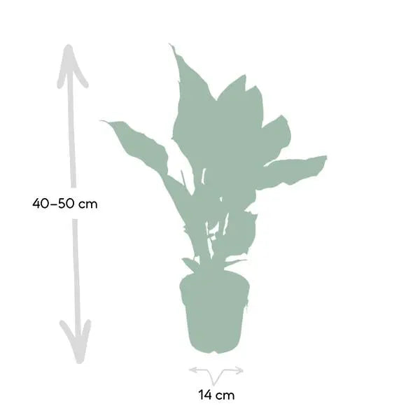 Calathea Ornata - Ø14cm - ↕50cm  BotanicBridge