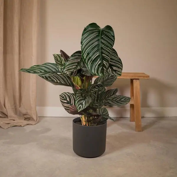 Calathea Ornata - Ø19cm - ↕75cm  BotanicBridge