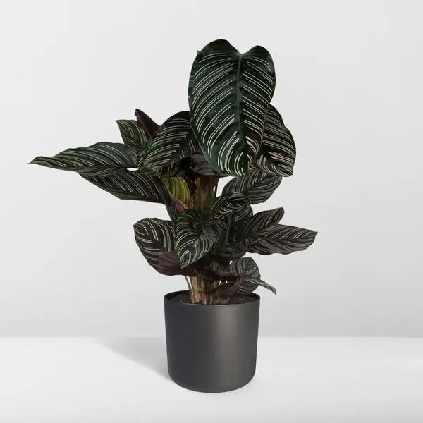 Calathea Ornata - Ø19cm - ↕75cm  BotanicBridge