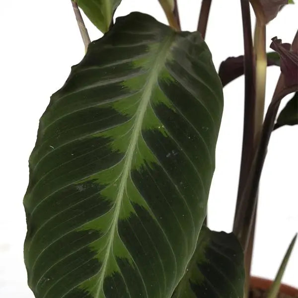 Calathea Warscewiczii - Pauwenplant - Ø19cm - ↕70cm  BotanicBridge