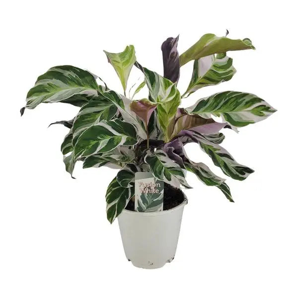 Calathea White Fusion - Ø14cm - ↕40cm  BotanicBridge