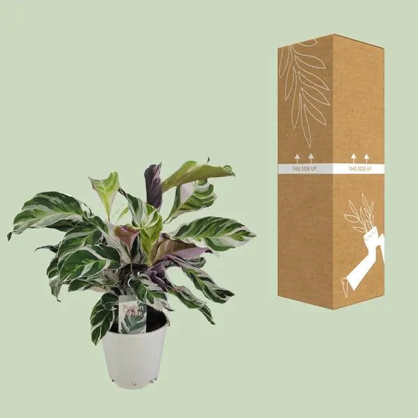 Calathea White Fusion - Ø14cm - ↕40cm  BotanicBridge