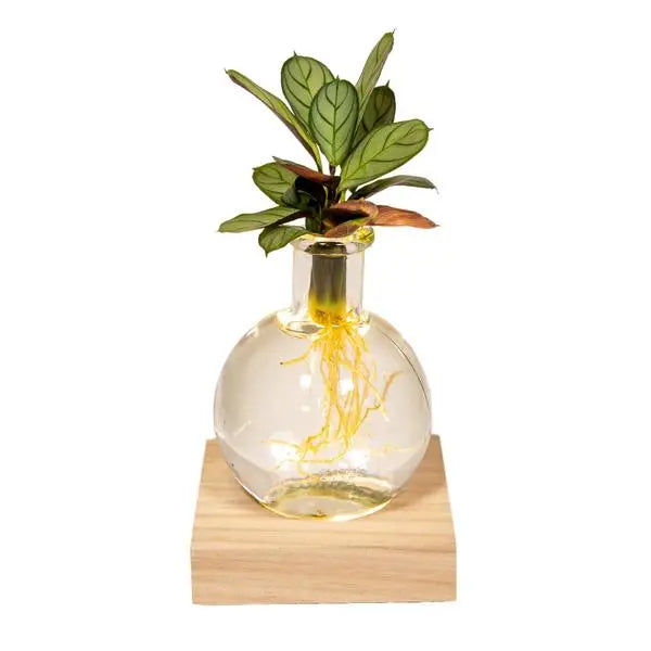 Calathea in Samoa glas met LED verlichting - Ø12cm - ↕10cm  BotanicBridge