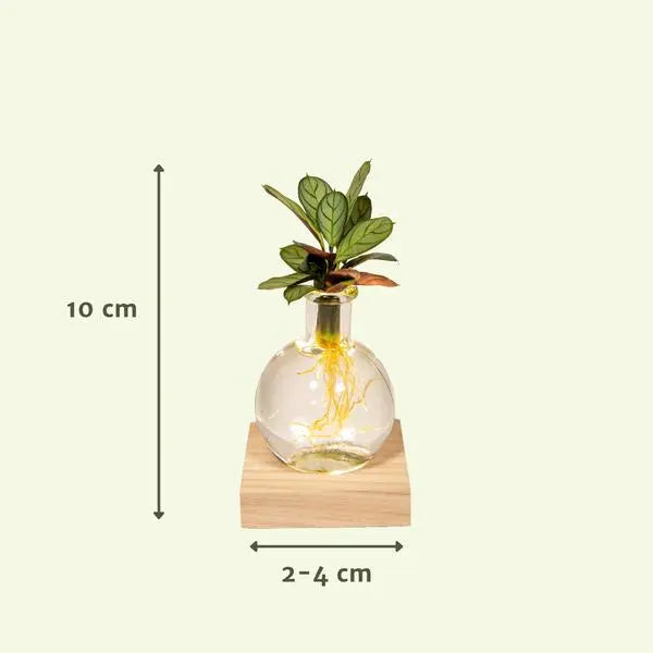 Calathea in Samoa glas met LED verlichting - Ø12cm - ↕10cm  BotanicBridge