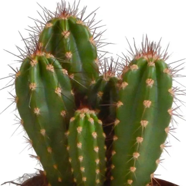 Cereus mix 10,5cm - 3x - in Mexicaanse pot  BotanicBridge