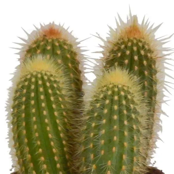 Cereus mix 10,5cm - 3x - in Mexicaanse pot  BotanicBridge