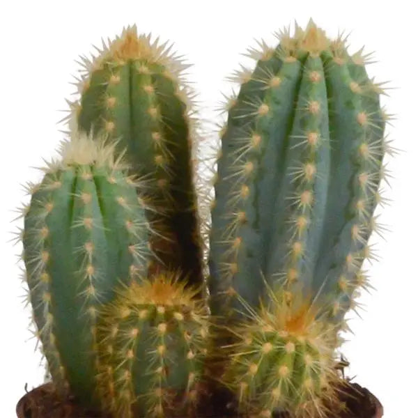 Cereus mix 10,5cm - 3x - in terracotta pot  BotanicBridge