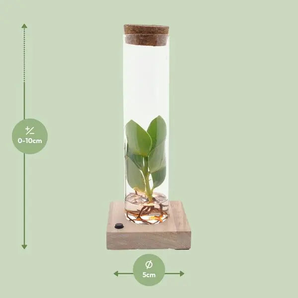 Clusia In Tube Glas + LED - Ø5cm - ↕10cm  BotanicBridge