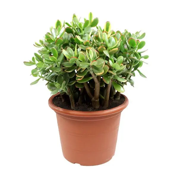 Crassula Sunset - Ø30cm - ↕50cm  BotanicBridge