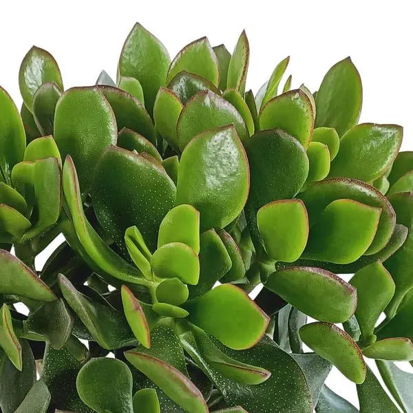 Crassula minova 17cm  BotanicBridge