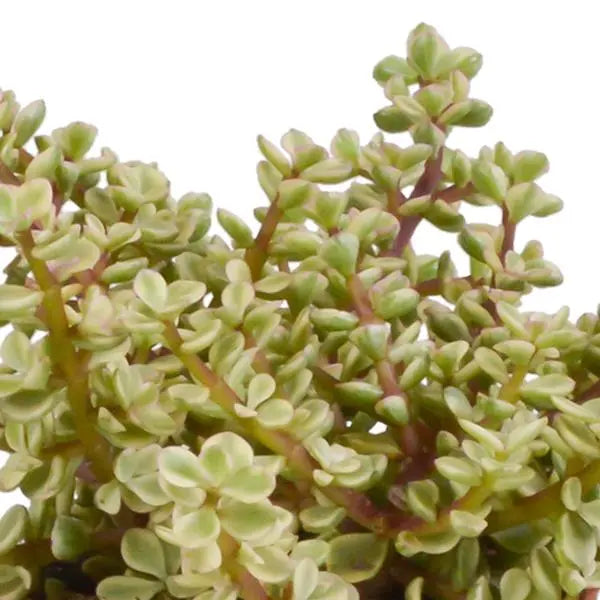 Crassula mix 10,5 cm - 3x - in Mexicaanse pot  BotanicBridge