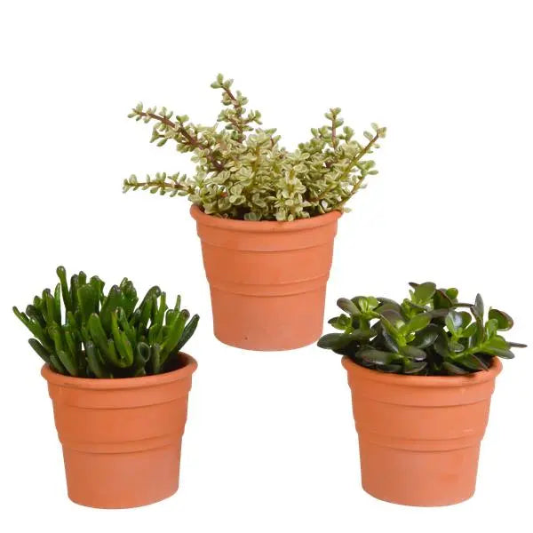 Crassula mix 10,5 cm - 3x - in terracotta pot  BotanicBridge