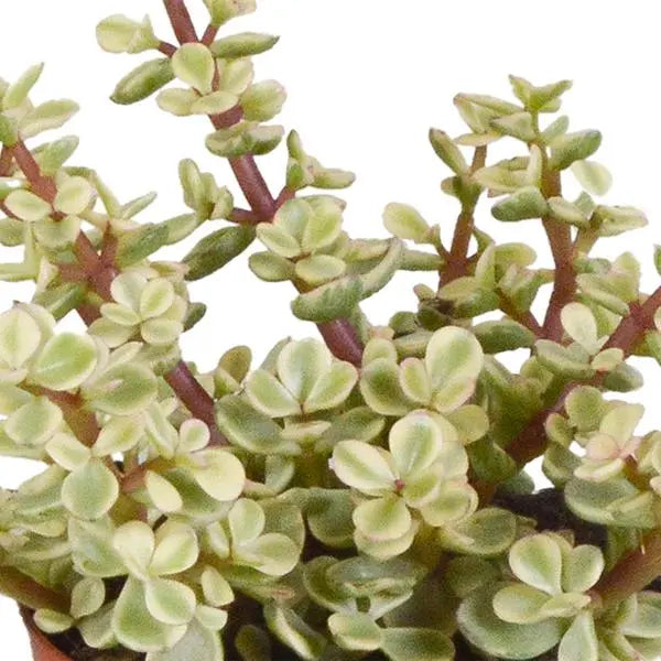 Crassula mix 8.5 cm - 3x - in Mexicaanse pot  BotanicBridge