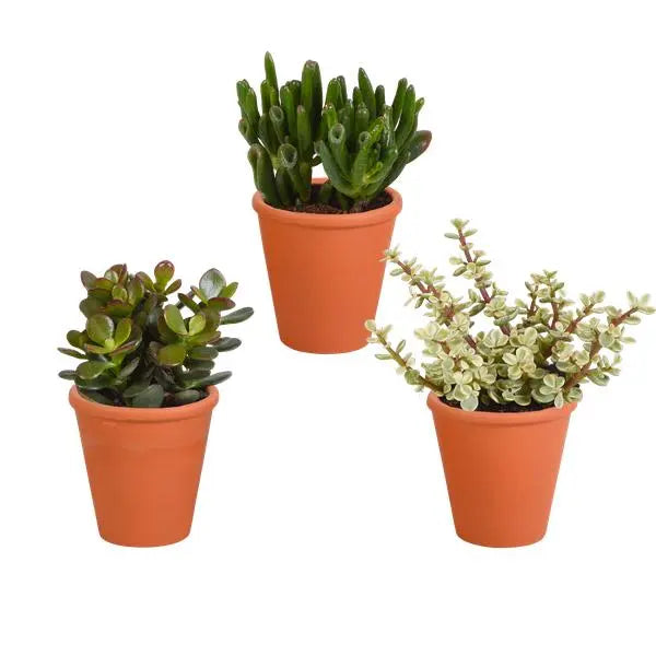 Crassula mix 8.5 cm - 3x - in terracotta pot  BotanicBridge