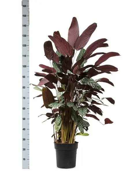 Ctenanthe Oppenheimiana - Ø27cm - ↕150cm  BotanicBridge