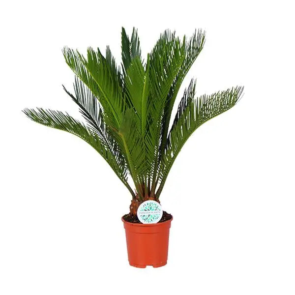 Cycas Revoluta - Ø17cm - ↕70cm  BotanicBridge