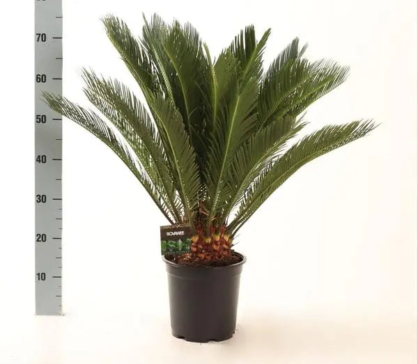 Cycas Revoluta - Ø21cm - ↕75cm  BotanicBridge