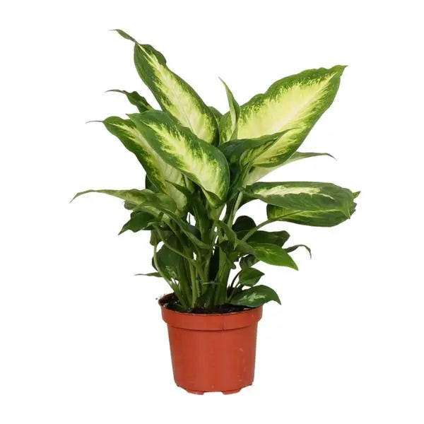 Dieffenbachia Camilla - Ø12cm - ↕35cm  BotanicBridge