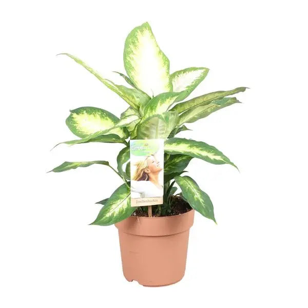 Dieffenbachia Camilla - Ø17cm - ↕45cm  BotanicBridge