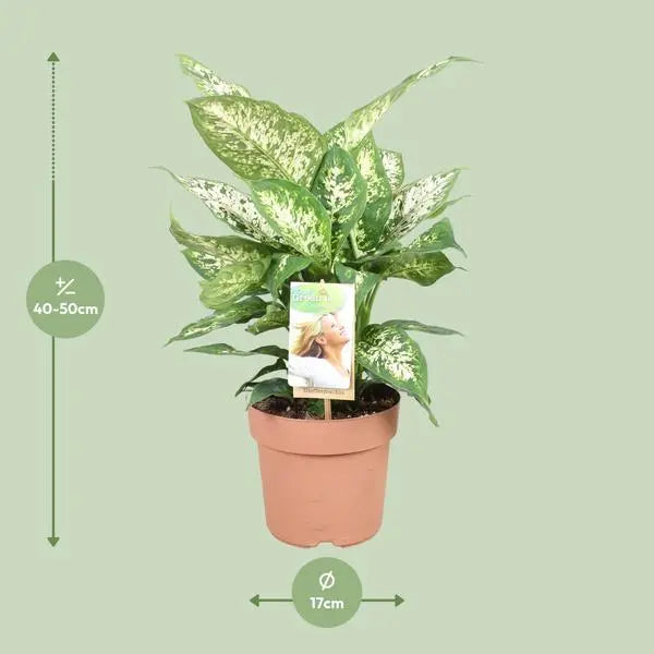 Dieffenbachia Compacta - Ø17cm - ↕45cm  BotanicBridge